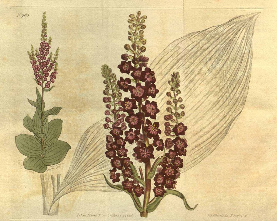 Чемерица остродольная