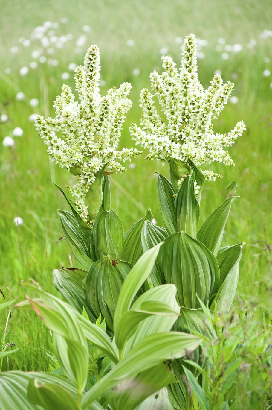 Чемерица ботаника