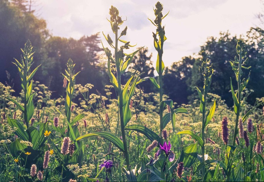 Вератрум Лобелианум