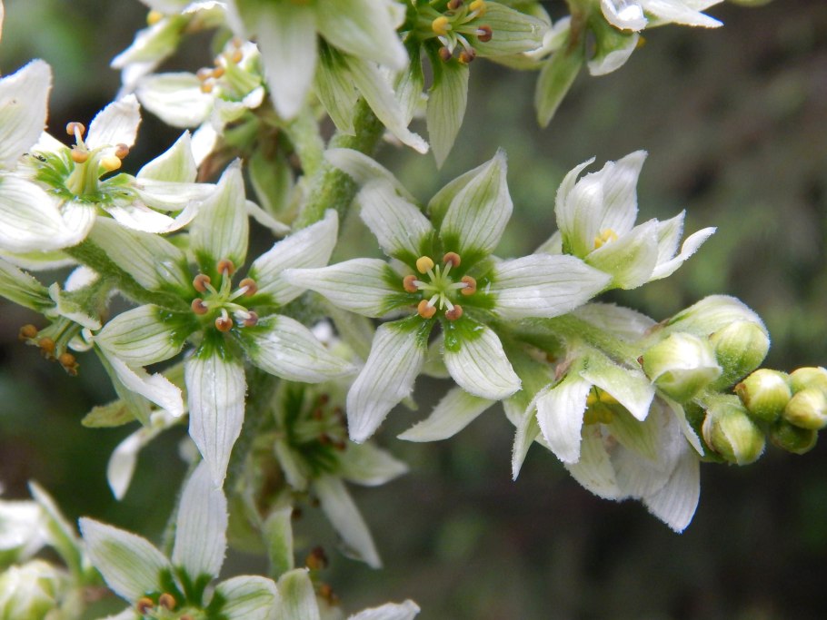 Чемерица белая