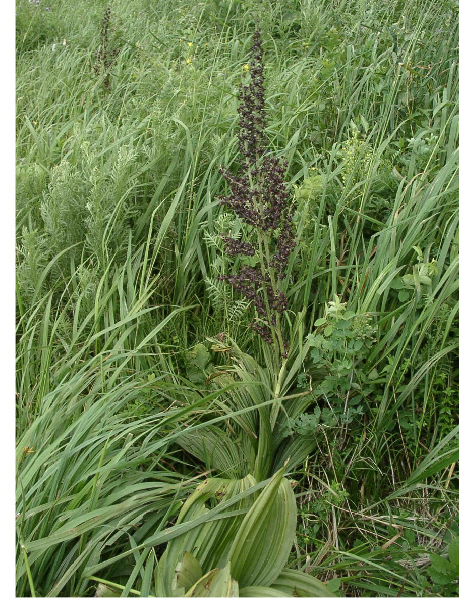 Чемерица черная – Veratrum nigrum l.