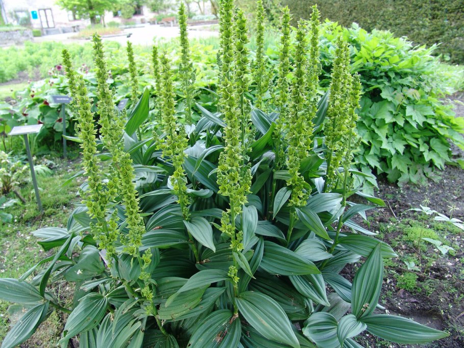 Чемерица лобеля растение