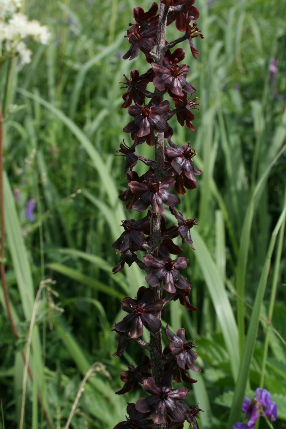 Чемерица Даурская