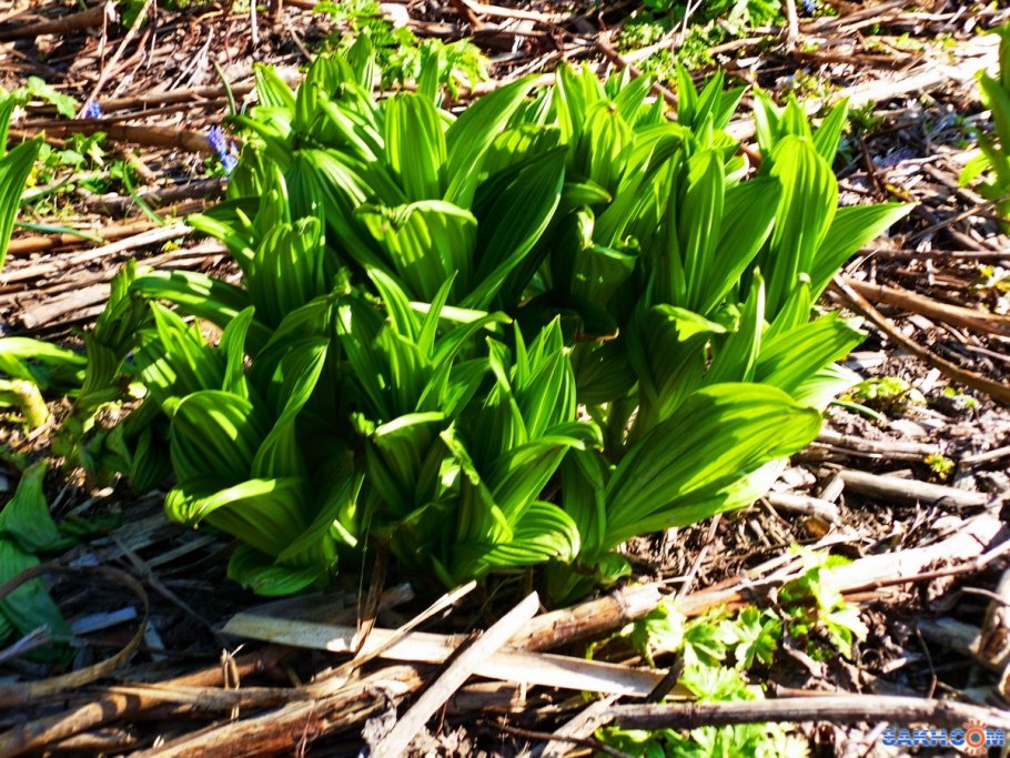 Черемица и черемша