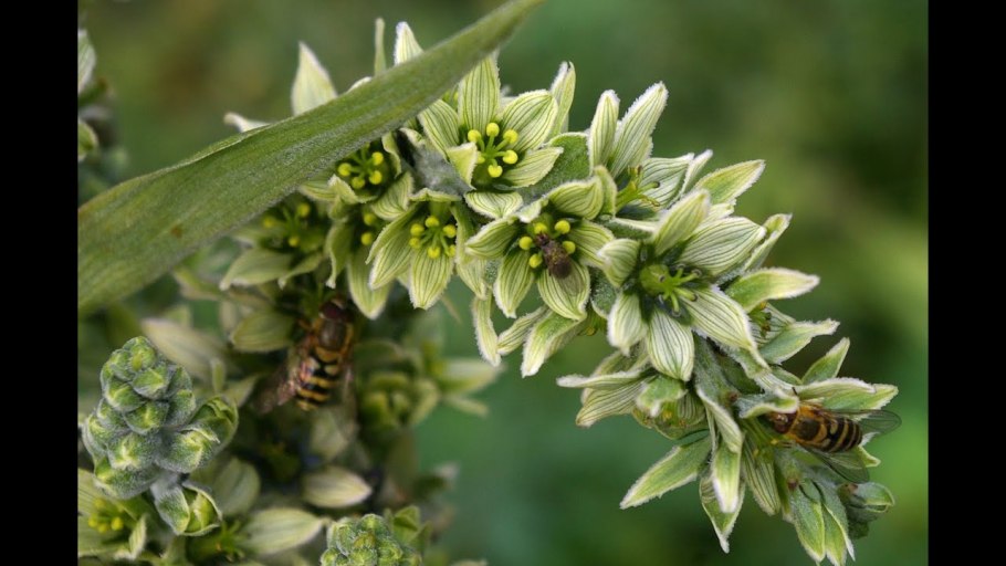 Чемерица Лобеля (чемерица белая) Veratrum lobelianum Bernh.