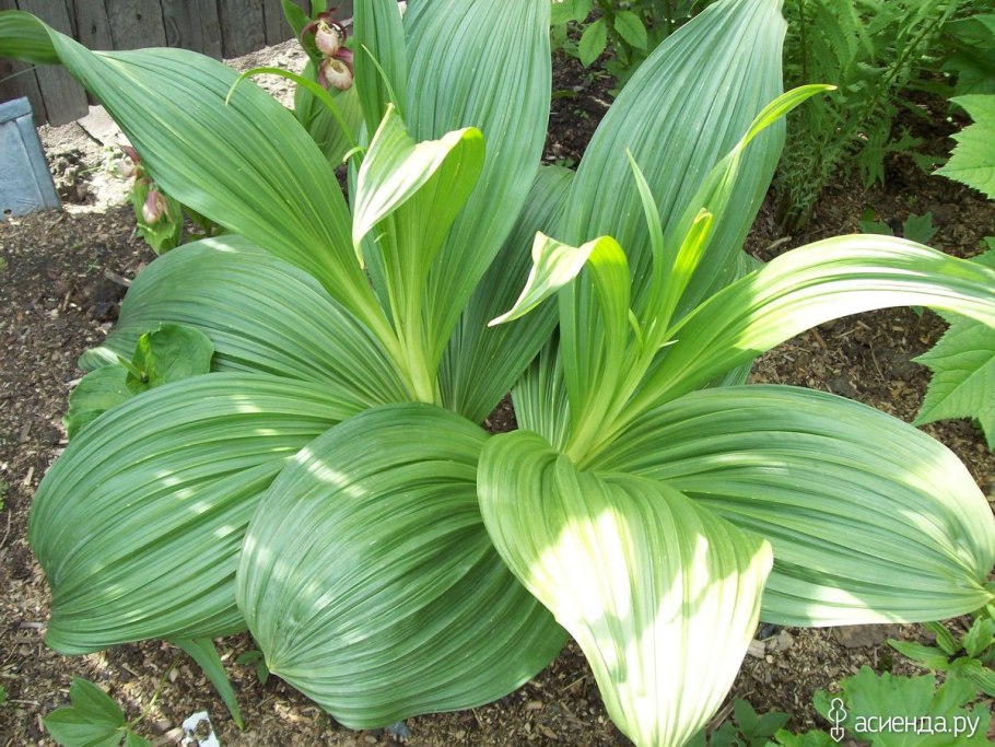 Чемерица белая