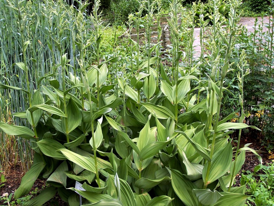 Чемерица lobelianum (Лобеля)