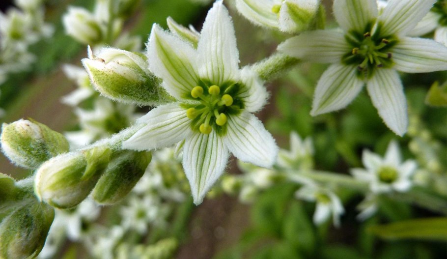 Чемерица Маака в Приморье