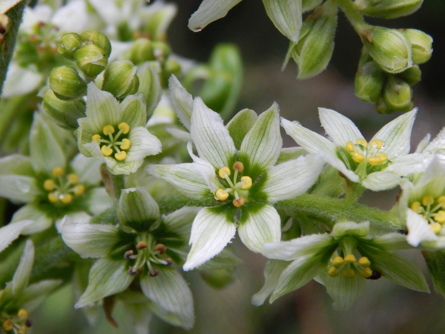 Р Черемница