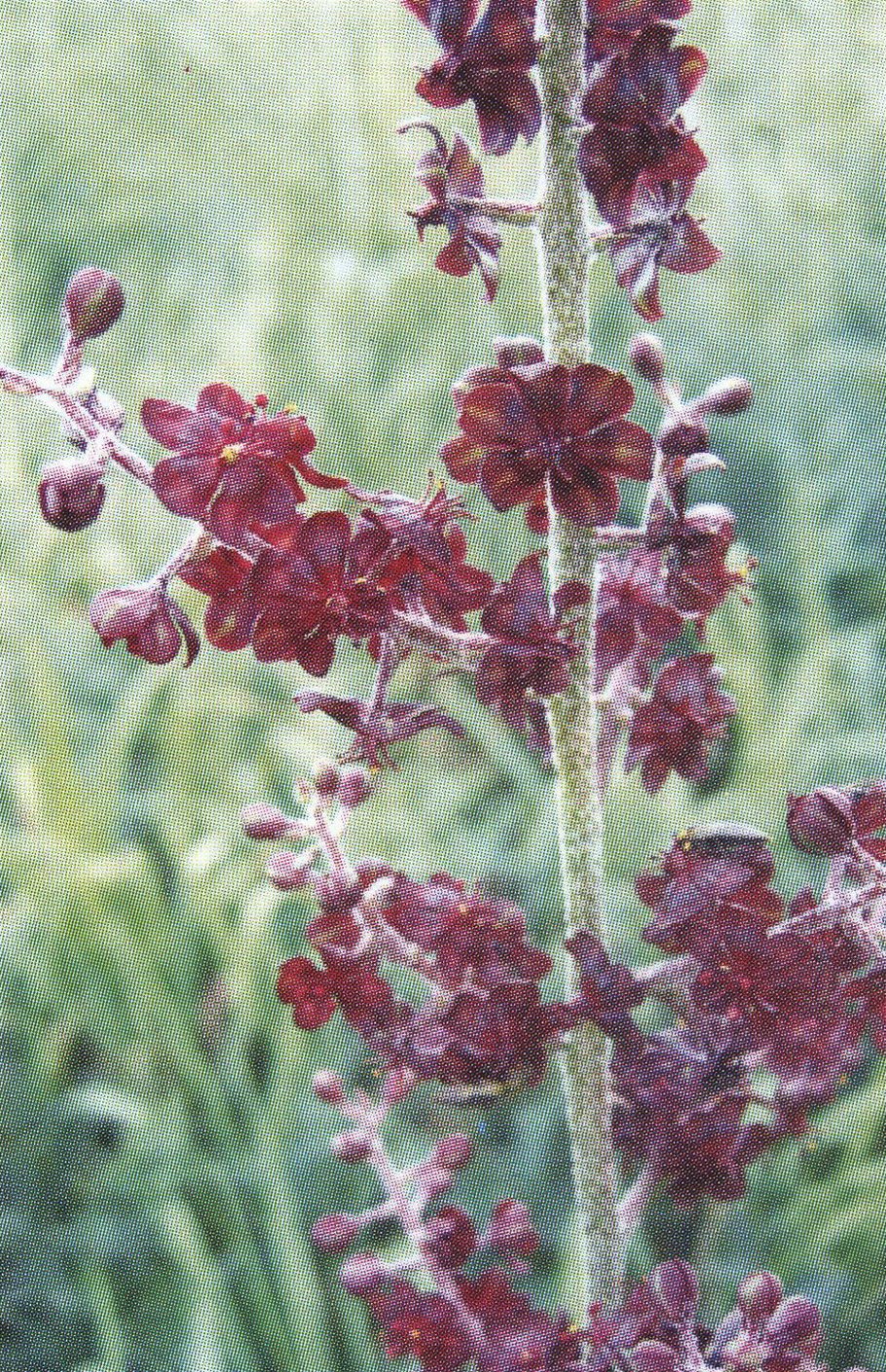 Чемерица черная растение