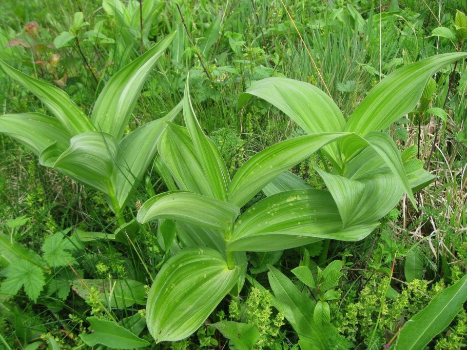 Чемерица белая