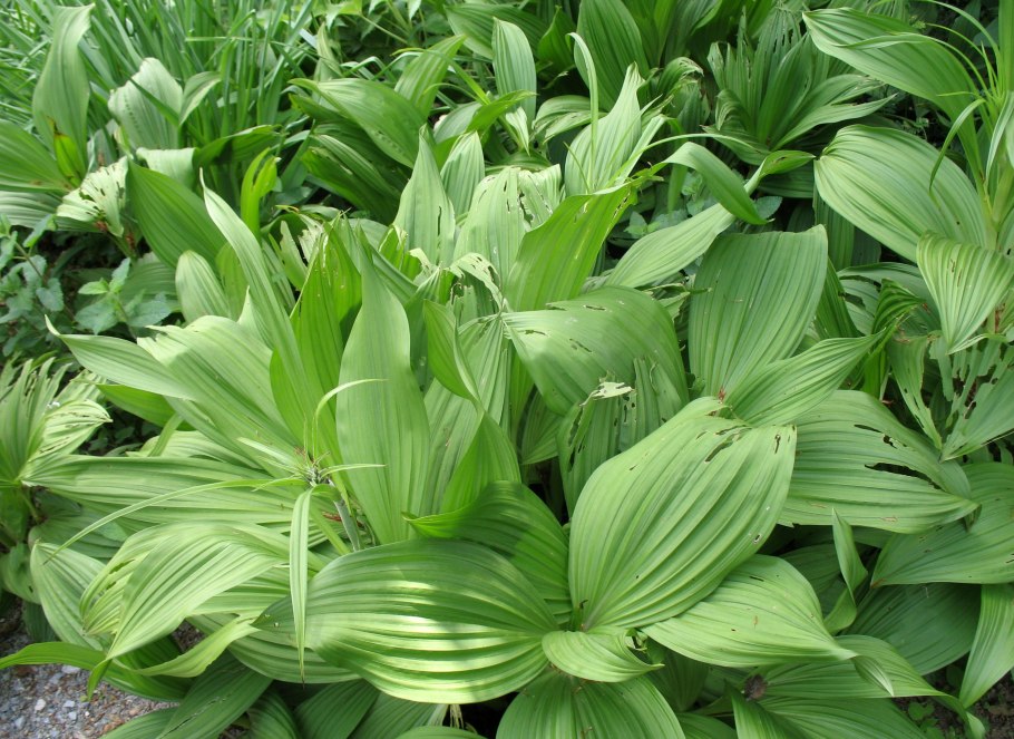 Veratrum nigrum