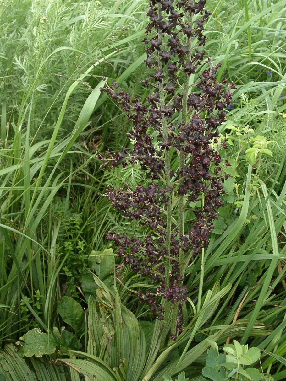 Чемерица черная фото