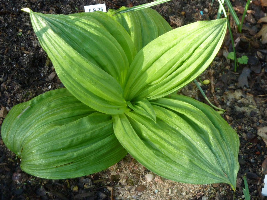 Чемерица Лобеля лист