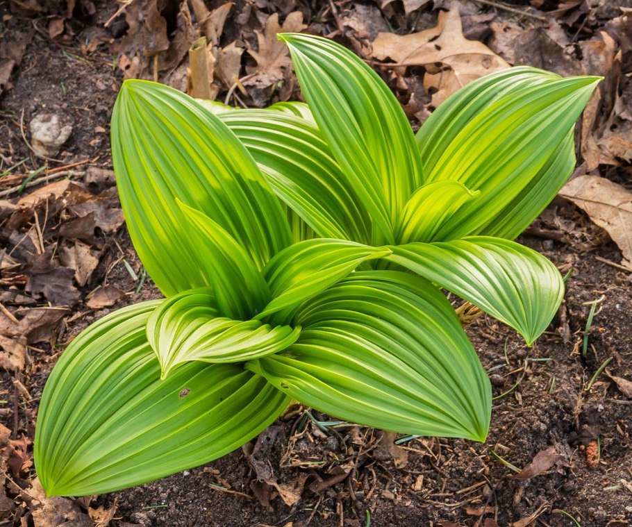 Veratrum lobelianum