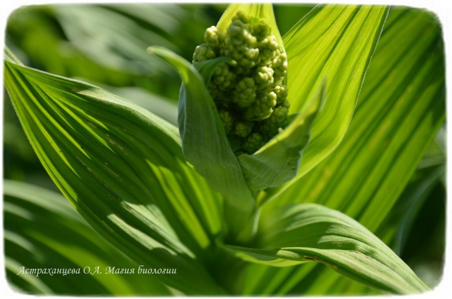 Чемерица растение