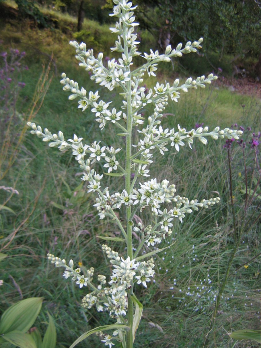 Полынь обыкновенная artemisia vulgaris