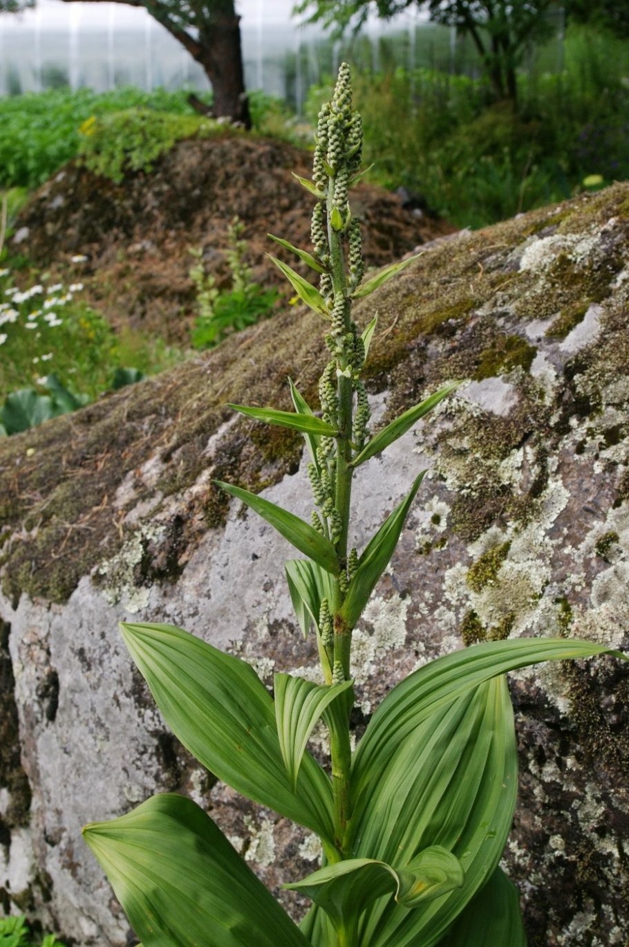 Чемерица Лобеля ядовитое растение