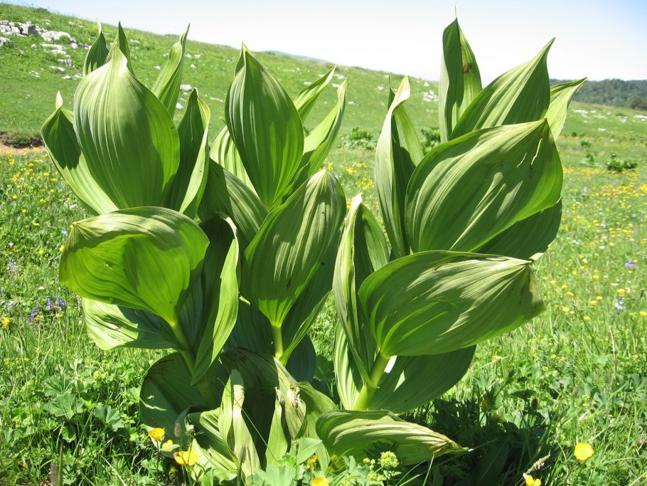 Листья чемерицы