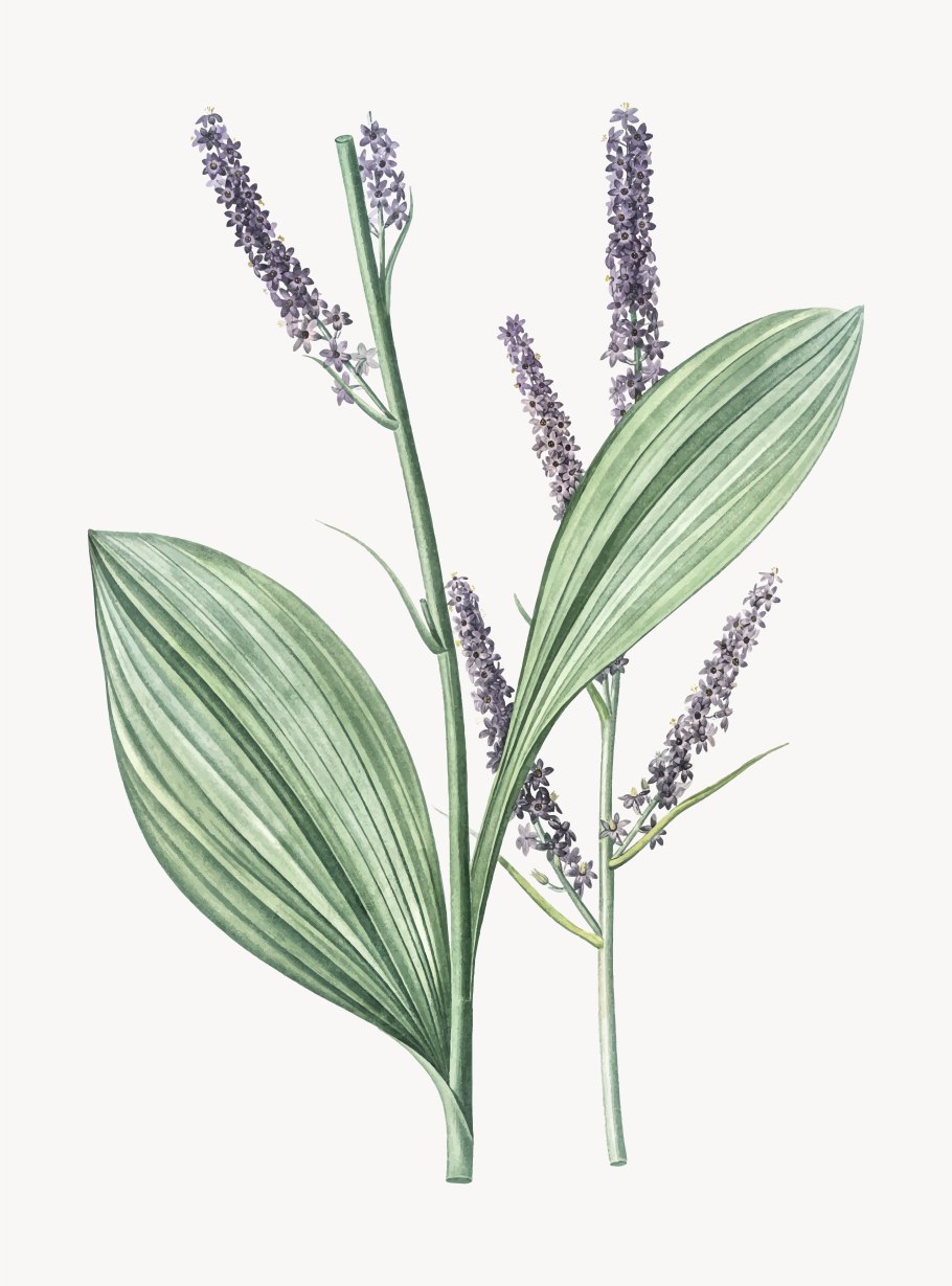 Чемерица лобеля veratrum lobelianum