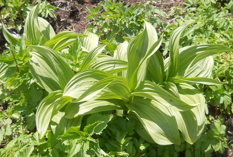 Чемерица (veratrum)