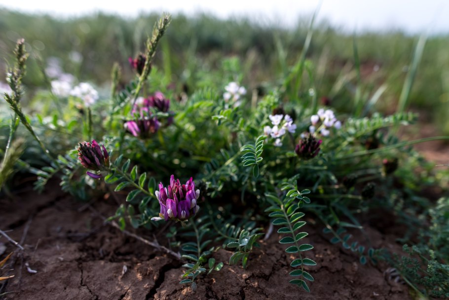 Астрагал пестрый