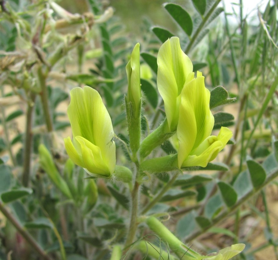 Astragalus longipetalus - астрагал длиннолепестковый