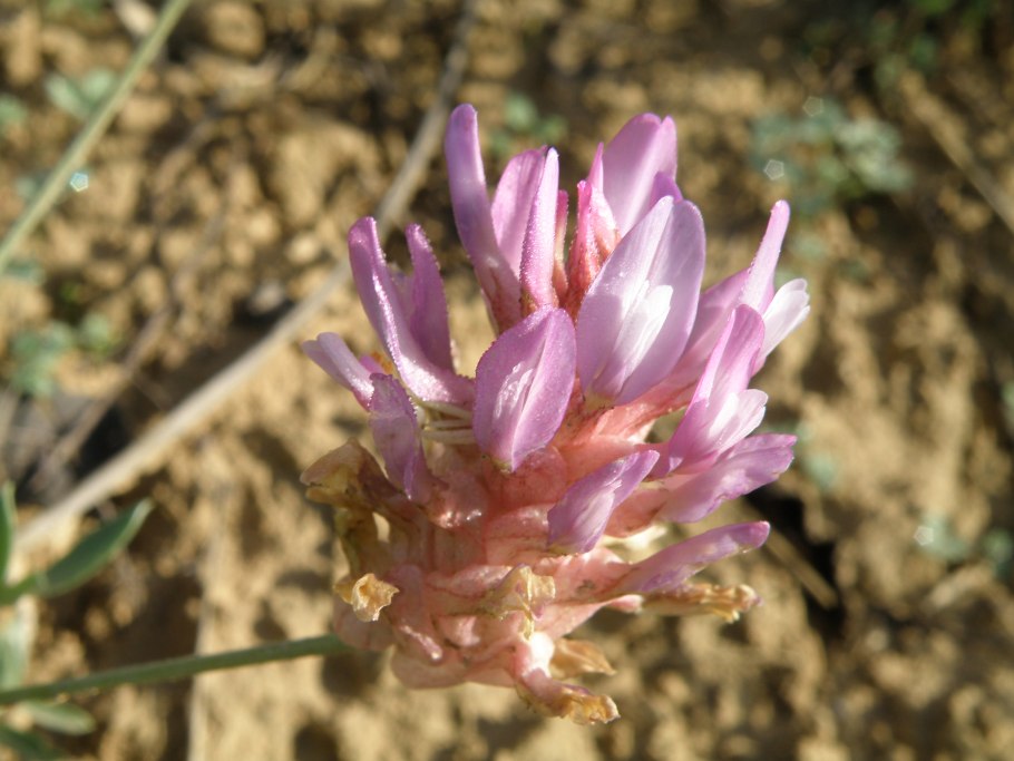 Astragalus monspessulanus