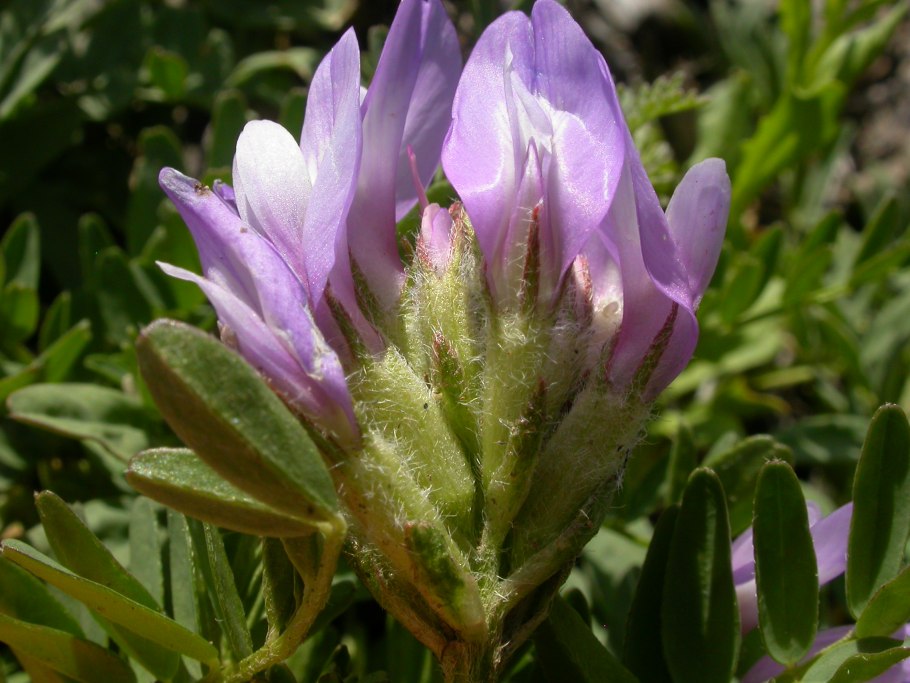 Астрагал золотистый