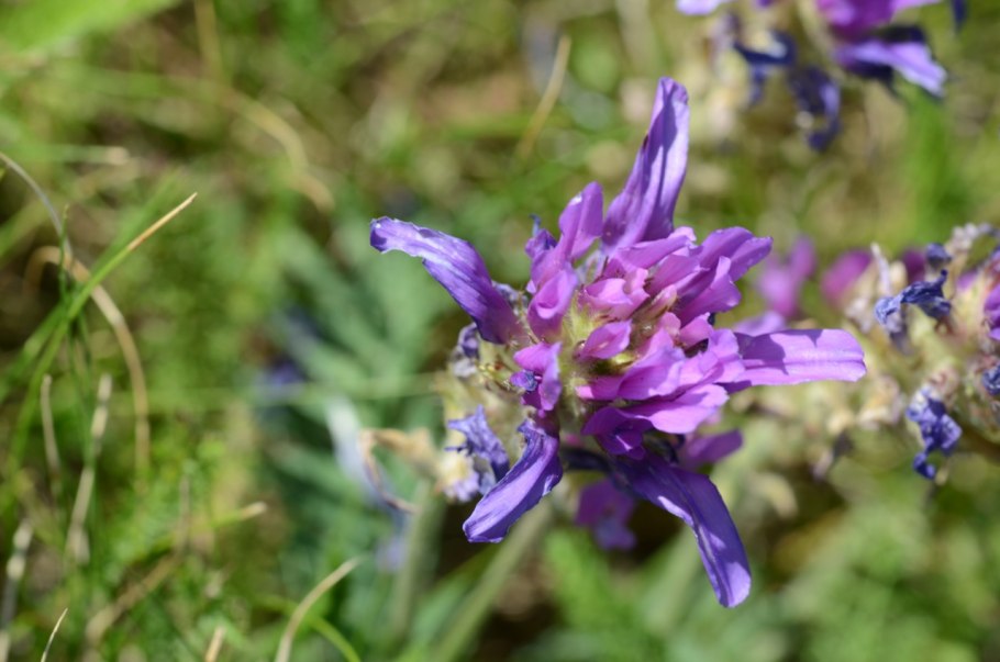 Астрагал эспарцетовый (astragalus onobrychis)