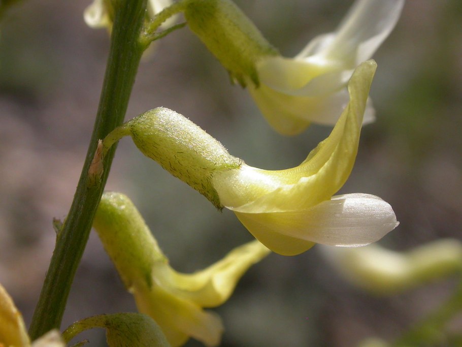 Астрагала Пурпл