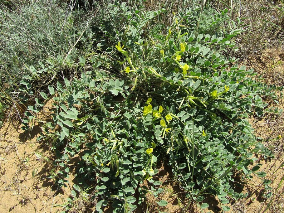 Astragalus sieversianus