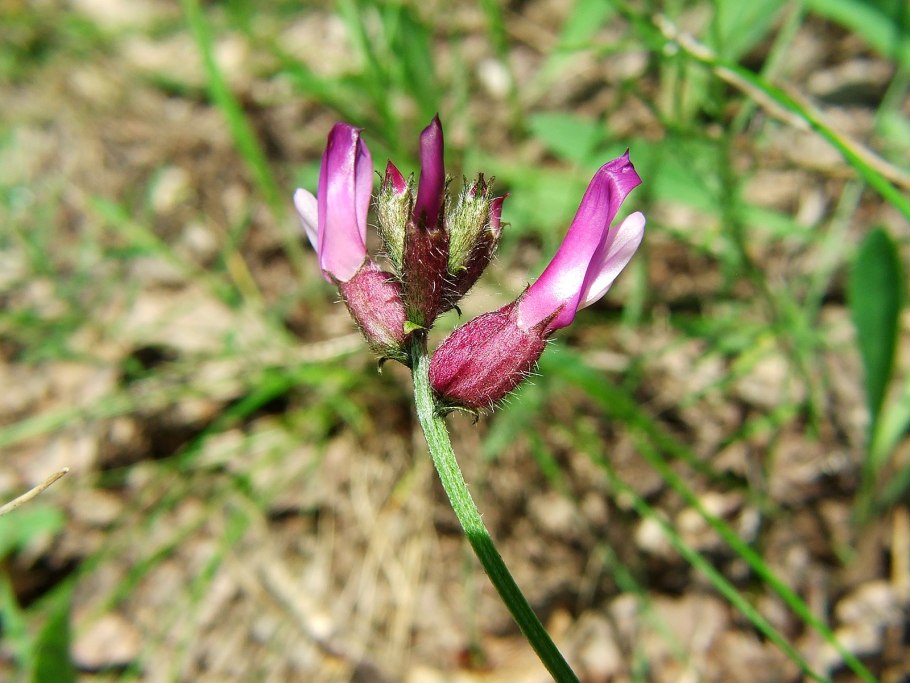 Astragalus vesicarius