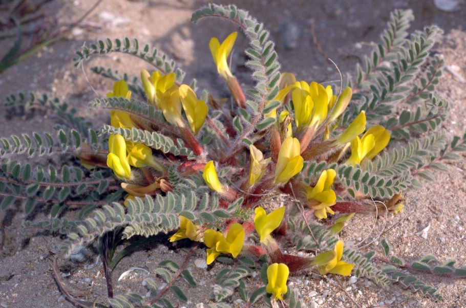Astragalus longipetalus