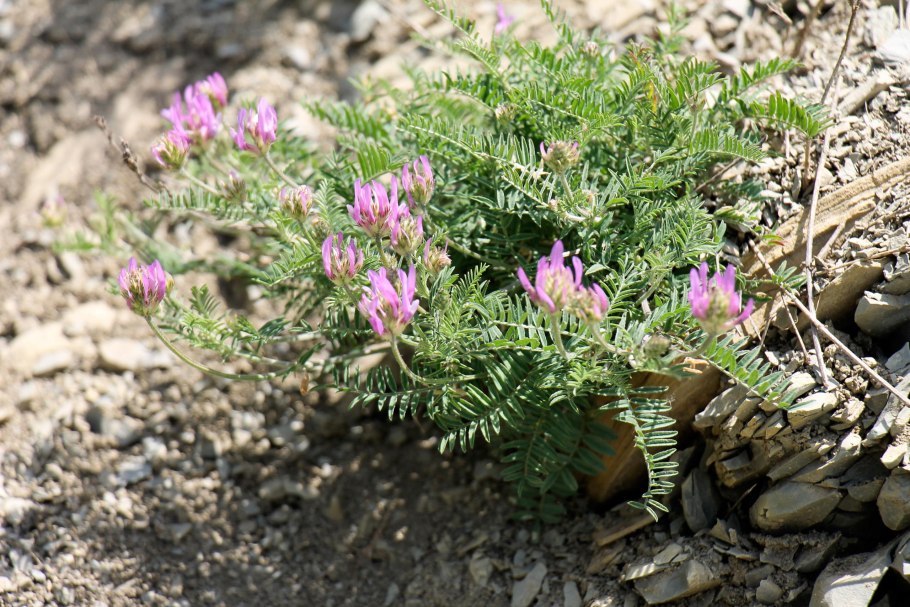Astragalus onobrychis