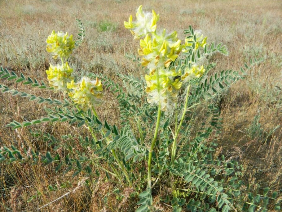 Астрагал шерстистоцветковый