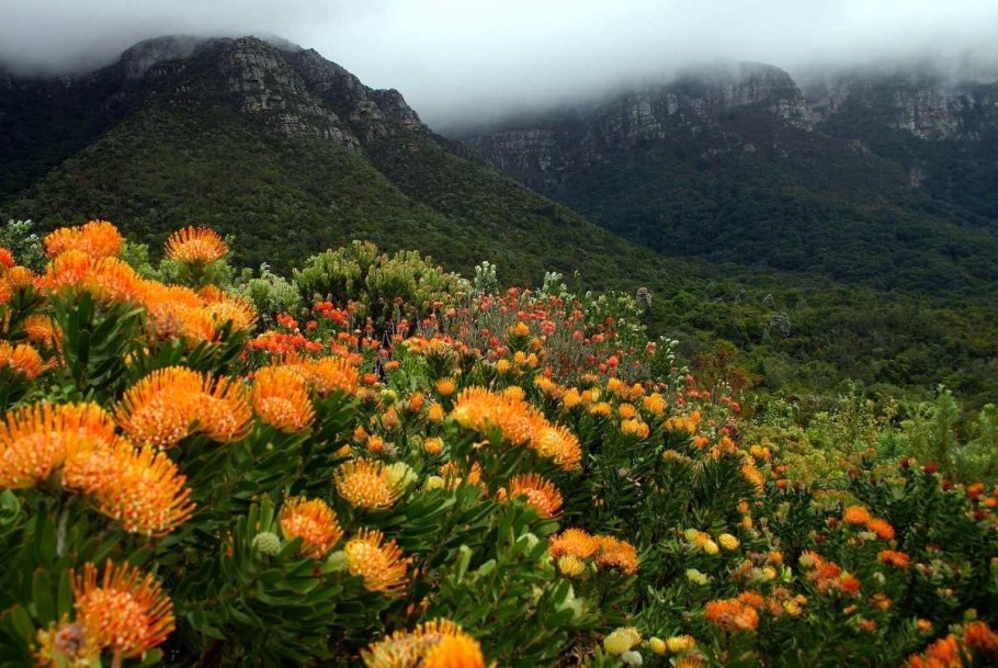 Растения Карелии презентация