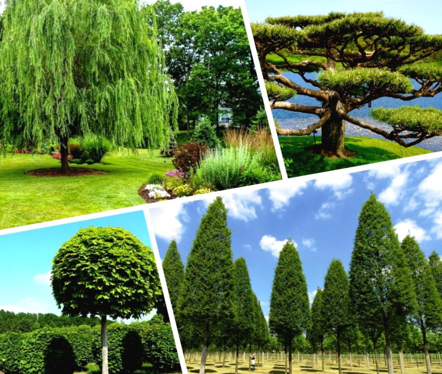 Флора Канады