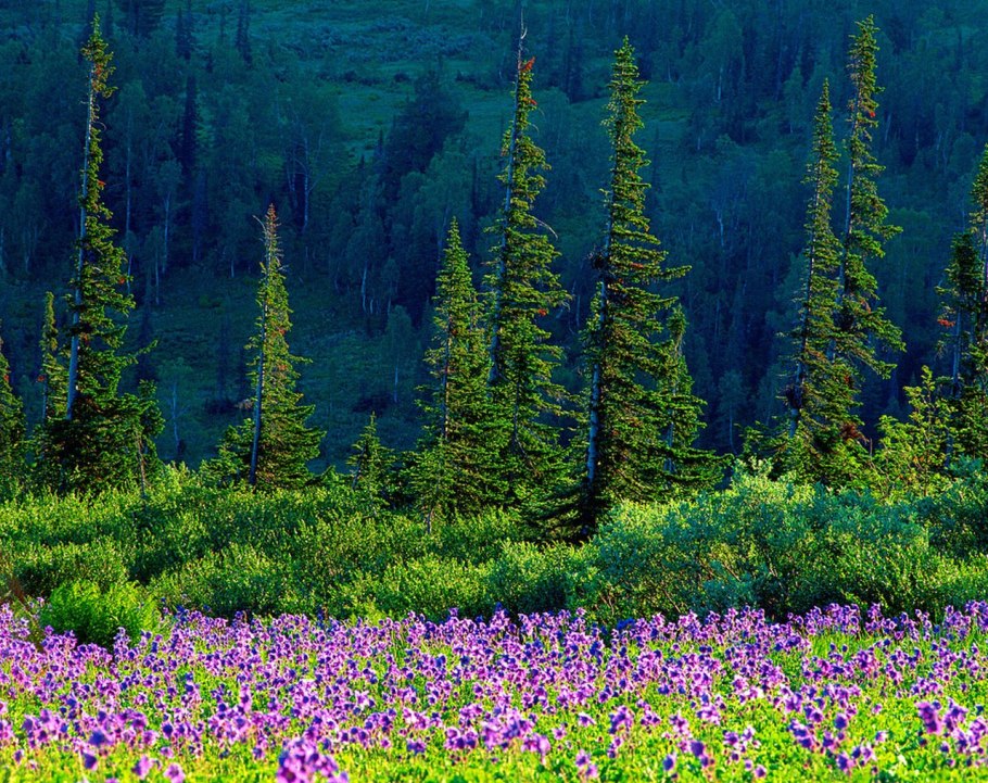 Разнообразие хвойных