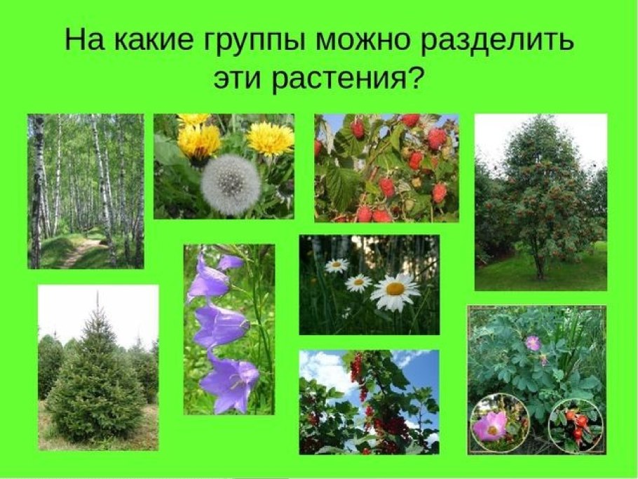 Растительность леса