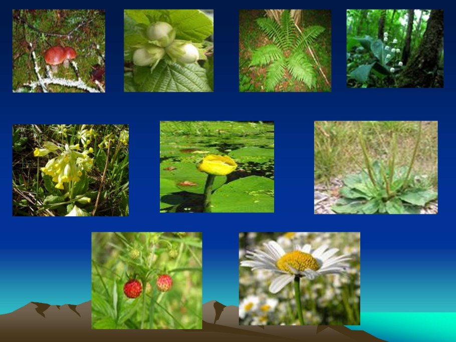 Растительный мир нашего края