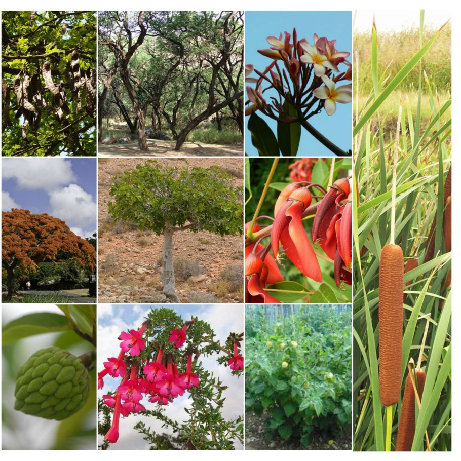 Биоразнообразие растений