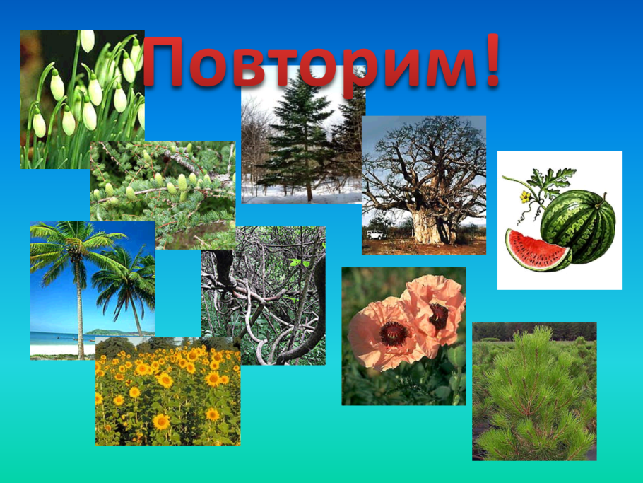 Многообразие цветковых растений