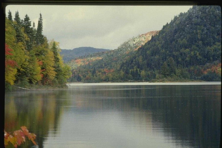 Парк Мещерский люпины