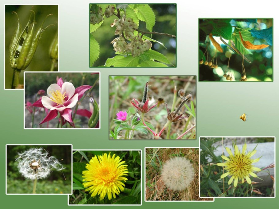 Люпин Луговой