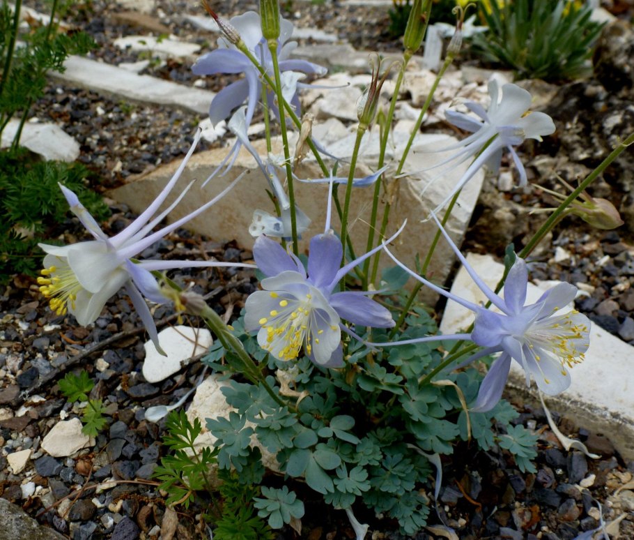 Водосбор Сибирский колокольчик