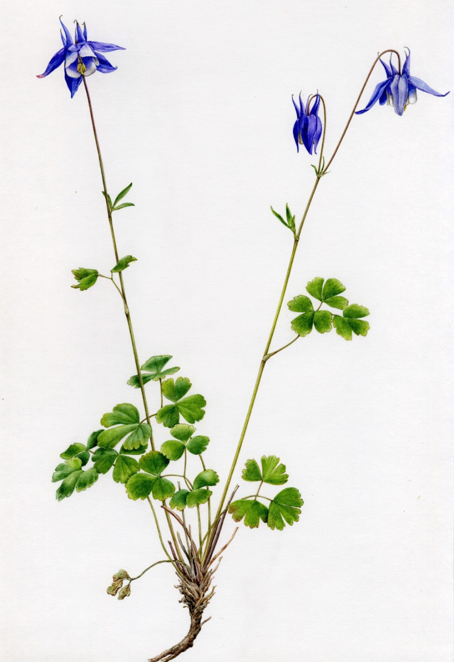 Водосборник Сибирский