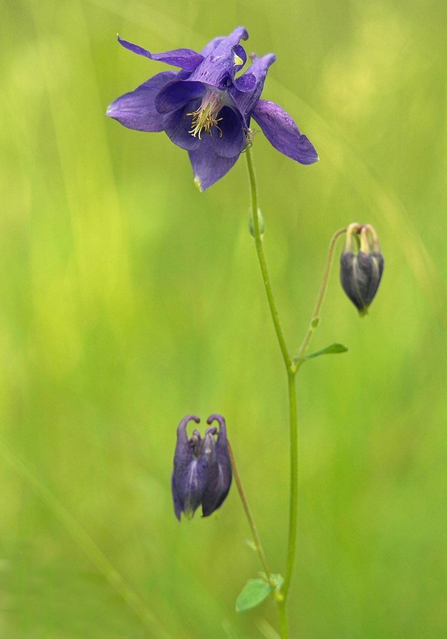 Цветы водосбор белый фото посадка и уход в открытом грунте