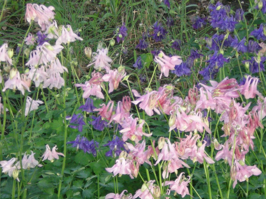 Водосбор Альпийский