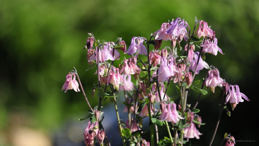 Аквилегия обыкновенная